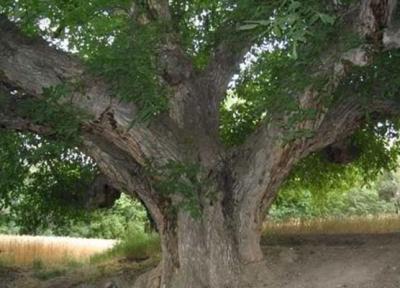 ثبت ملی بزرگترین درخت گردو