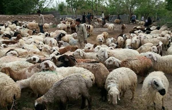 انتقال 10 هزار گوسفند از جنوب به شمال غرب برای مقابله با کمبود علوفه